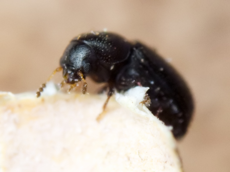 Sulcacis nitidus (Fabricius, 1792)